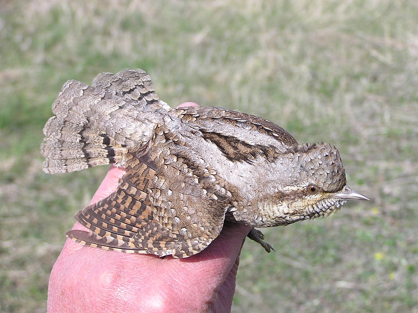 Eurasian Wryneck, Sundre 20050512